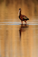 Glossy Ibis