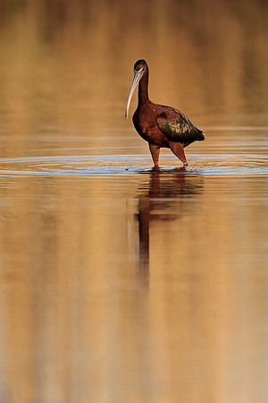 Glossy Ibis