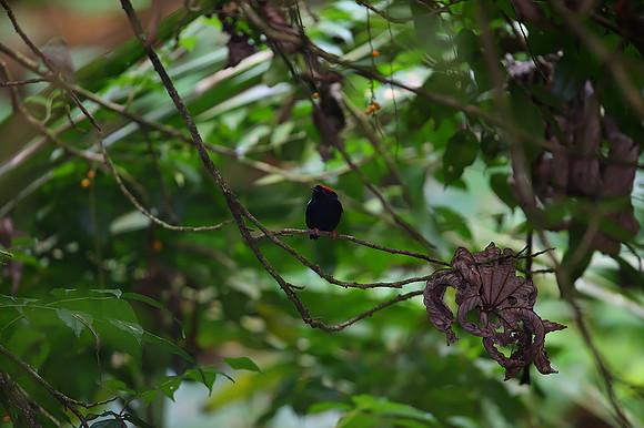 Rainforest #4