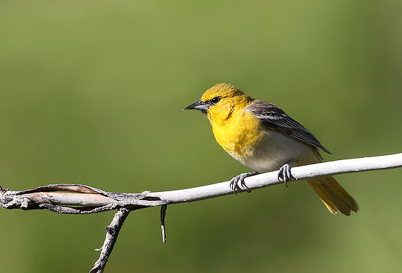 Bullock's Oriole