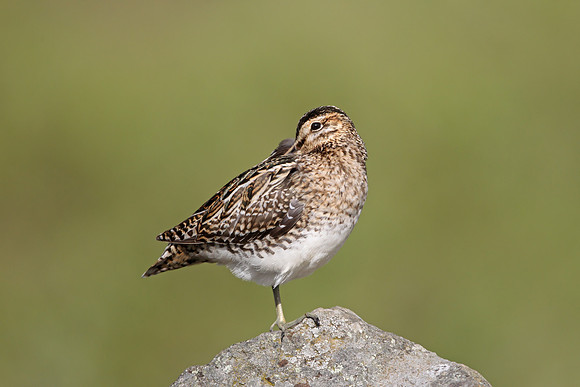 Common Snipe