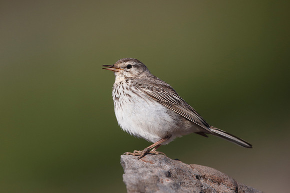 Berthelot's Pipit