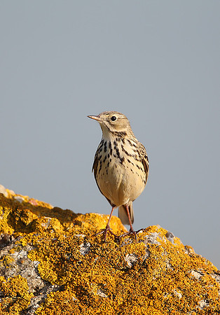 Meadow Pipit