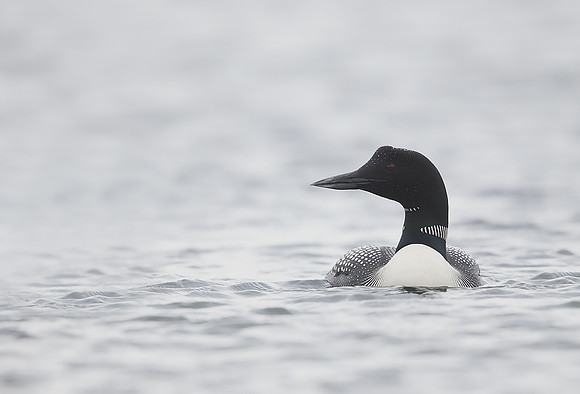 Great Northern Diver
