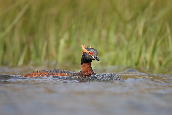 Slavonian Grebe