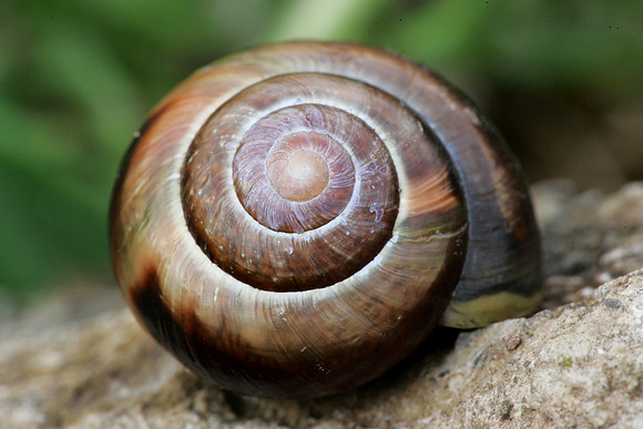 Snail