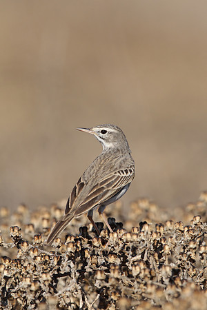 Berthelot's Pipit