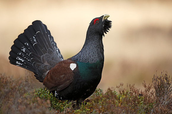 Capercaillie
