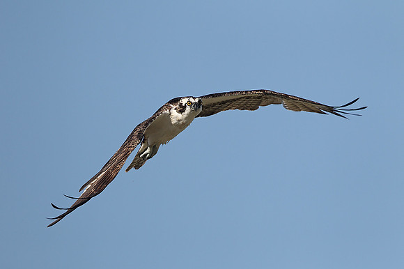 ​Osprey