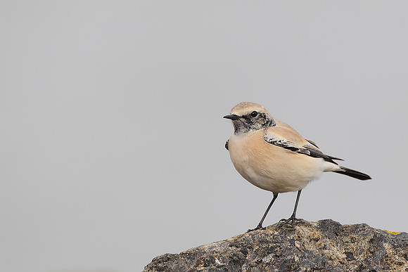 Desert Wheatear