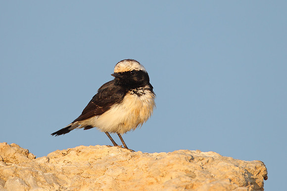 Cyprus Pied Wheatear
