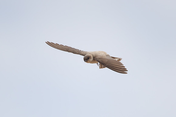 Pale Crag Martin