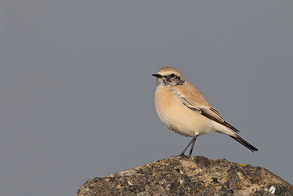 Desert Wheatear