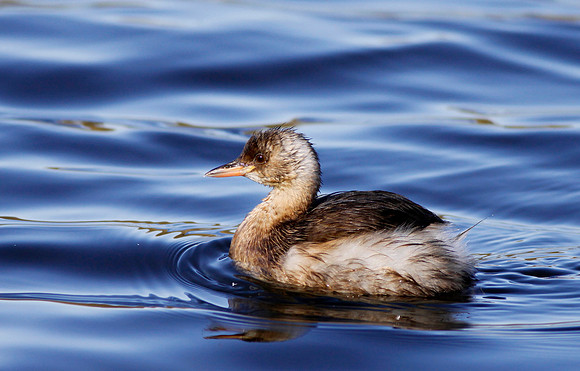 Little Grebe