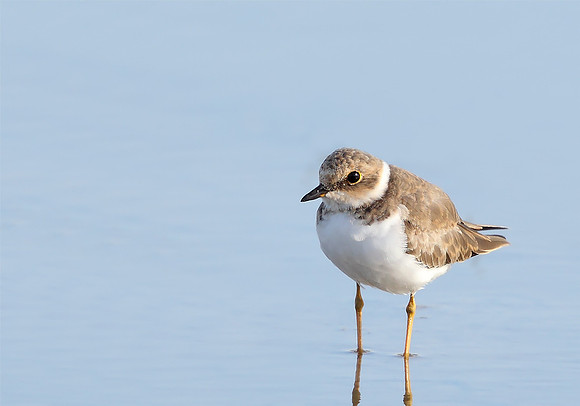 Little Ringed Plover
