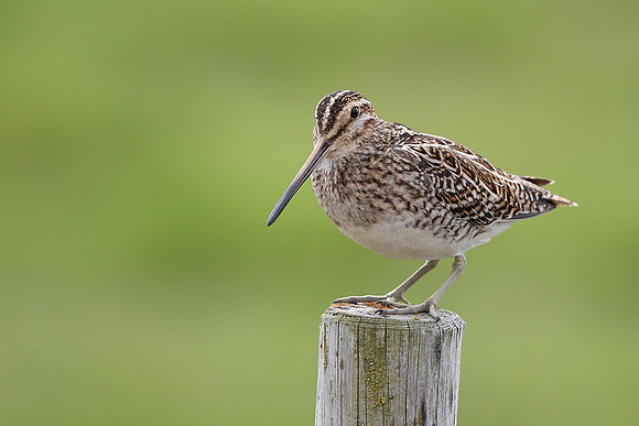 Snipe
