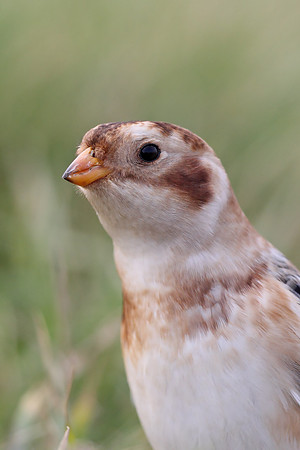Snow Bunting