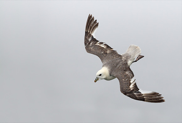 Northern Fulmar