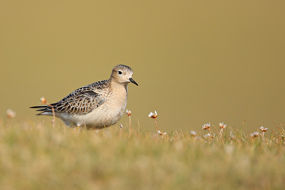 Buff-breasted Sandpiper