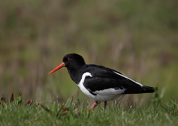 Oystercatcher
