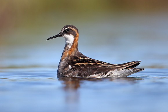 Red-necked Phalarope
