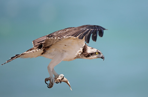 Osprey