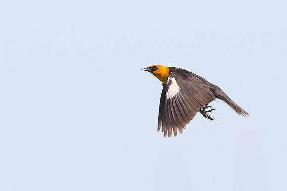 Yellow-headed Blackbird