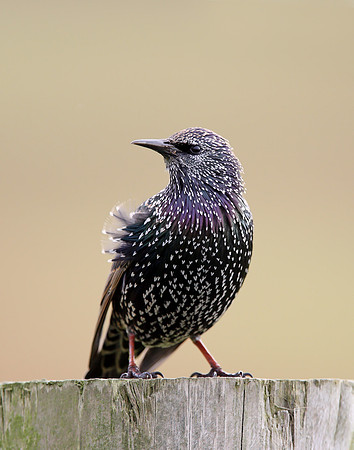 Starling