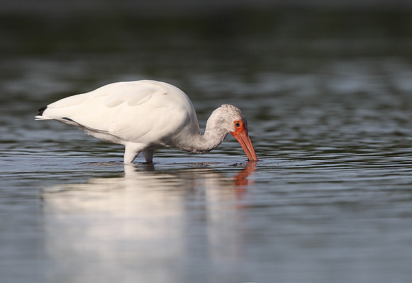American White Ibis