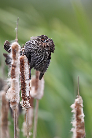 ​Red-winged Blackbird