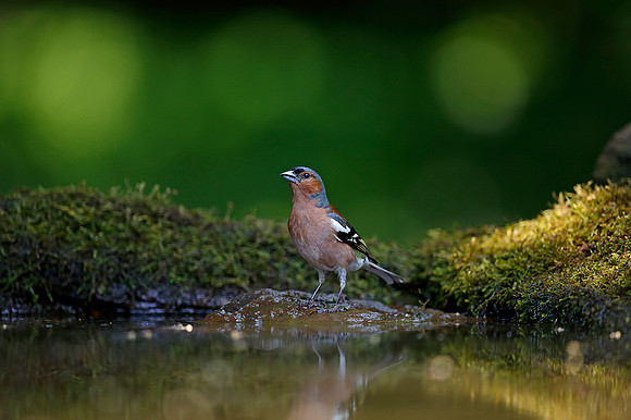 Chaffinch