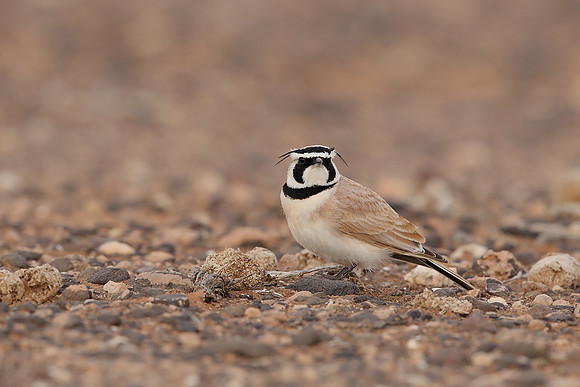 Temminck's Lark