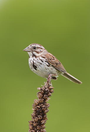 Song Sparrow