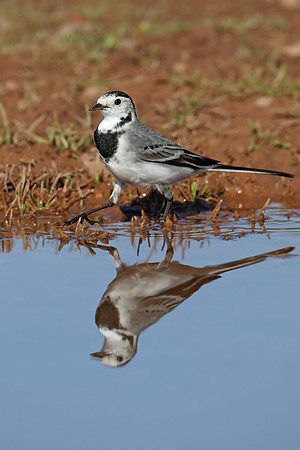 White Wagtail