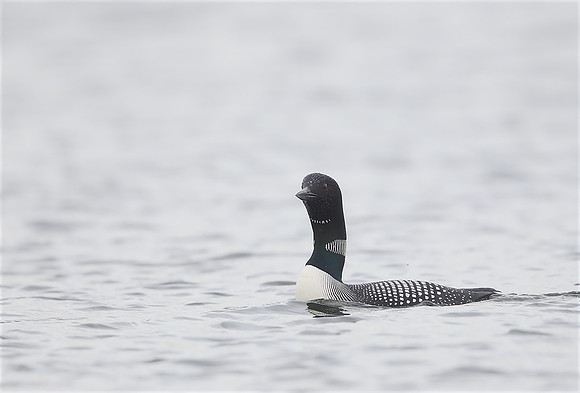 Great Northern Diver
