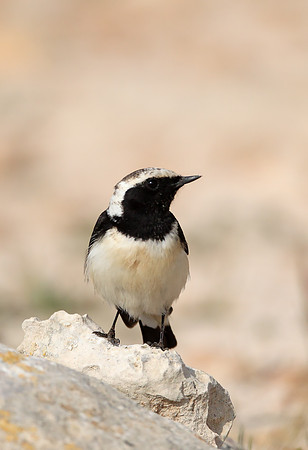 Cyprus Pied Wheatear