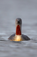 Red-throated Diver