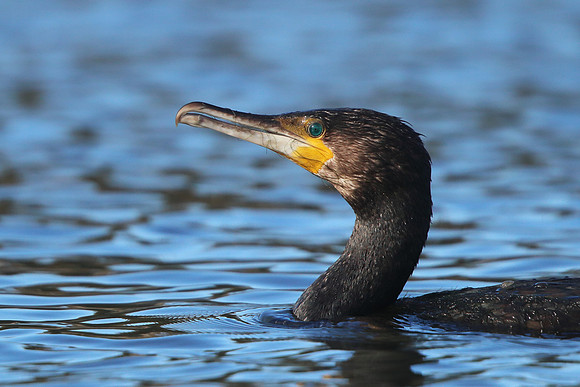 Cormorant