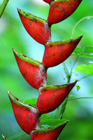 Heliconia