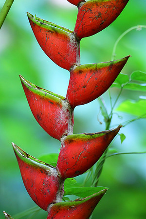 Heliconia