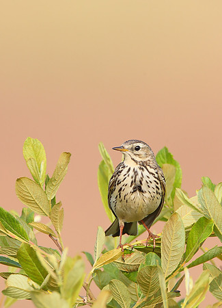 Meadow Pipit