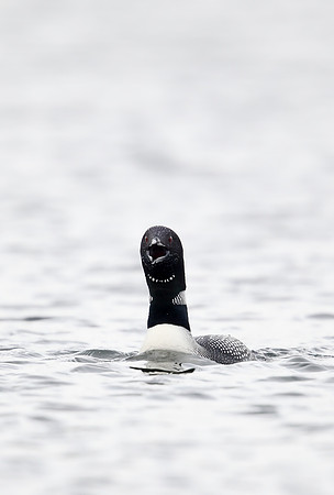 Great Northern Diver