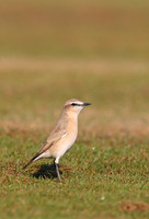 Isabelline Wheatear