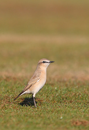 Isabelline Wheatear
