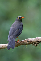 Great Thrush