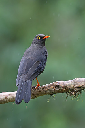 Great Thrush