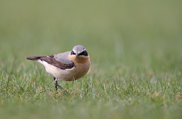 Northern Wheatear