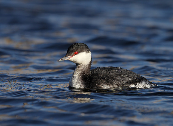 Slavonian Grebe