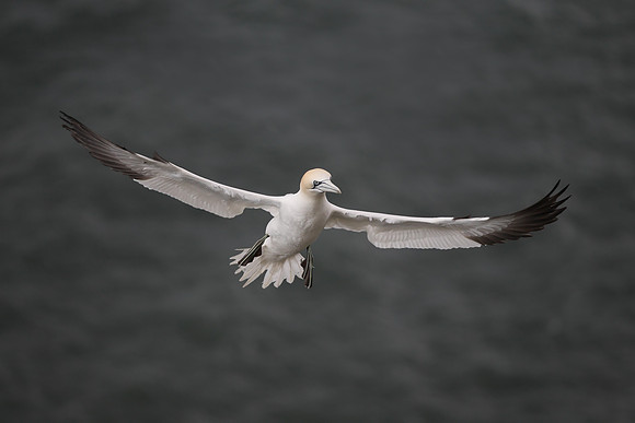 Gannet