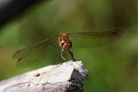 Common Darter